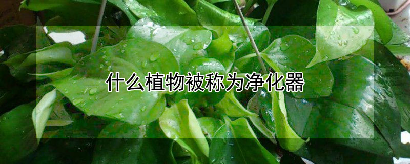 什么植物被稱為凈化器