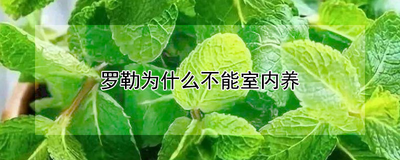 羅勒為什么不能室內養