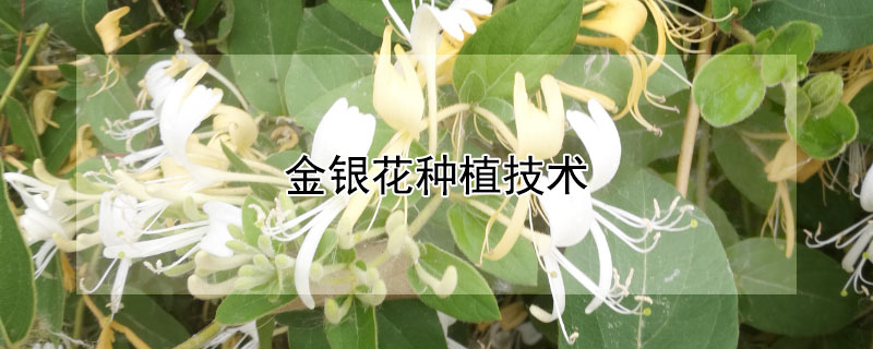 金銀花種植技術