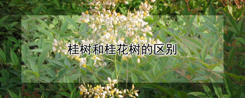 桂樹和桂花樹的區(qū)別