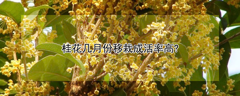 桂花幾月份移栽成活率高?