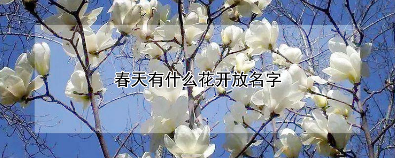 春天有什么花開(kāi)放名字