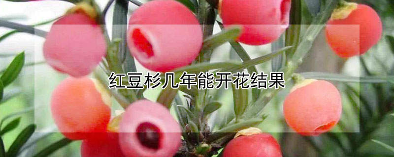 紅豆杉幾年能開(kāi)花結(jié)果