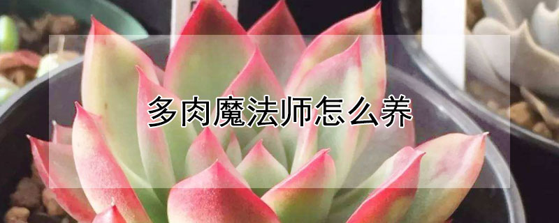 多肉魔法師怎么養(yǎng)