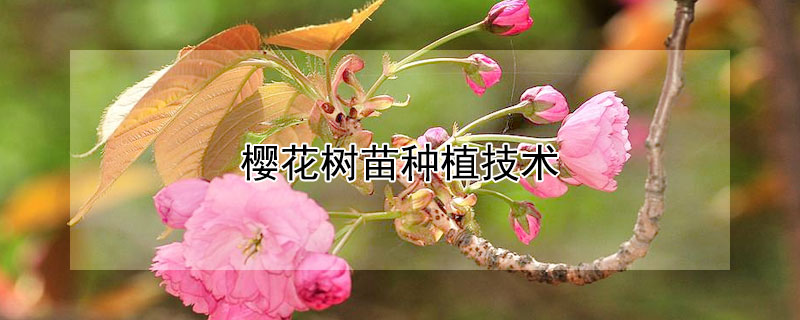 櫻花樹(shù)苗種植技術(shù)