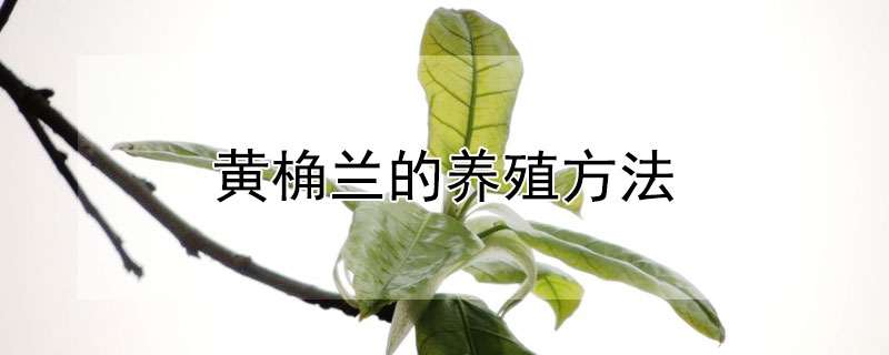 黃桷蘭的養殖方法