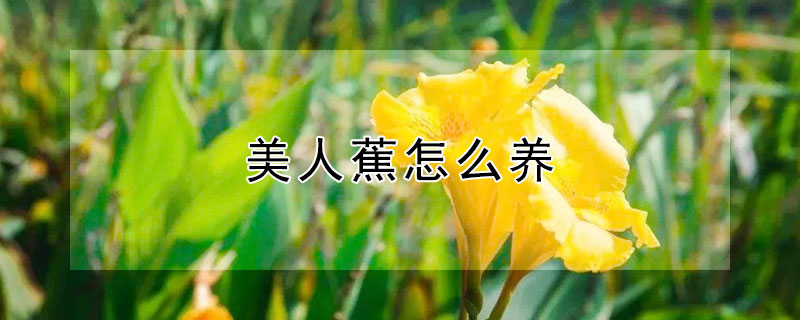 美人蕉怎么養(yǎng)