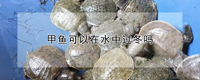 甲魚(yú)可以在水中過(guò)冬嗎