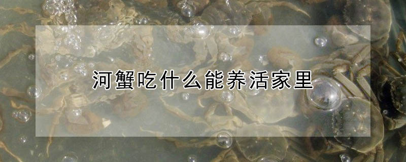 河蟹吃什么能養活家里