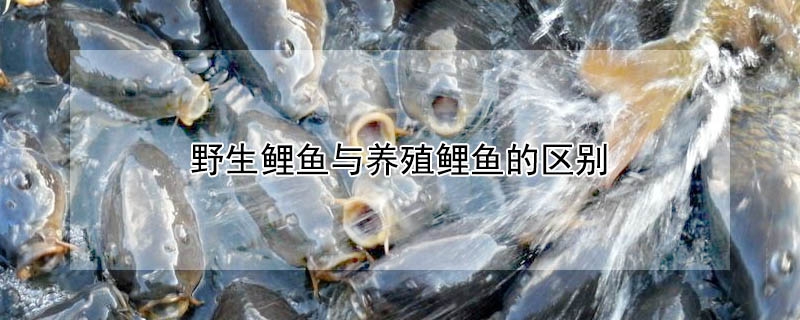 野生鯉魚與養(yǎng)殖鯉魚的區(qū)別