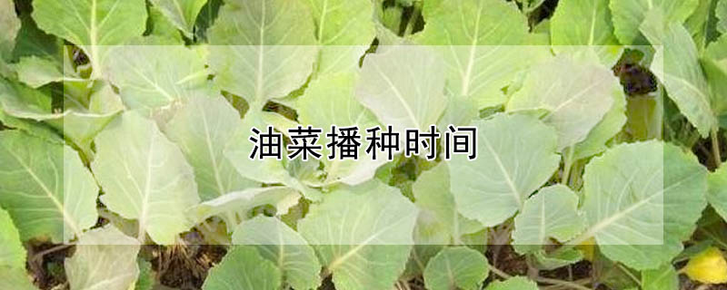 油菜播種時間