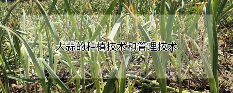 大蒜的種植技術(shù)和管理技術(shù)