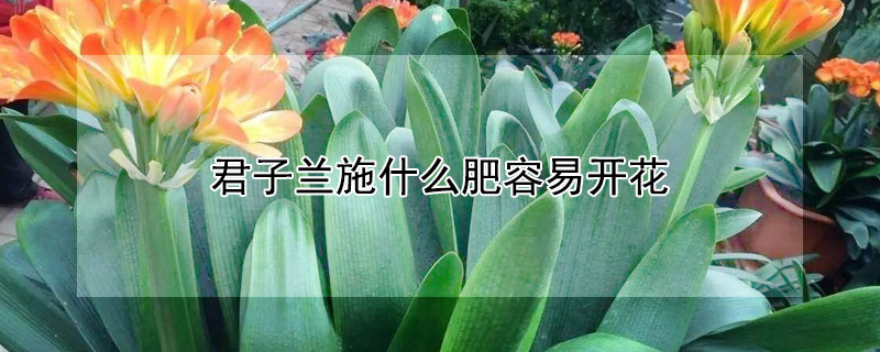 君子蘭施什么肥容易開花