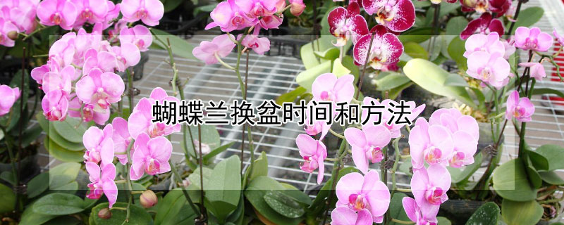 蝴蝶蘭換盆時(shí)間和方法