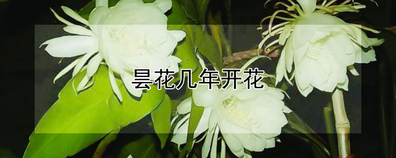 曇花幾年開花