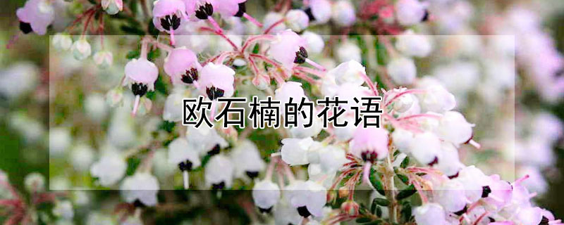 歐石楠的花語