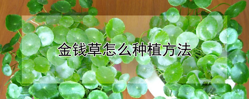 金錢草怎么種植方法