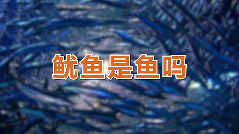 魷魚是魚嗎