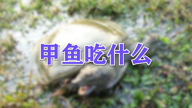 甲魚吃什么