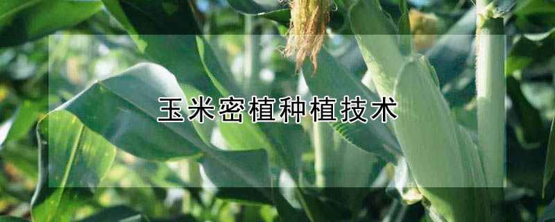 玉米密植種植技術