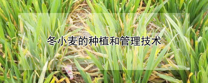 冬小麥的種植和管理技術