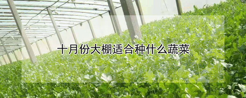 十月份大棚適合種什么蔬菜