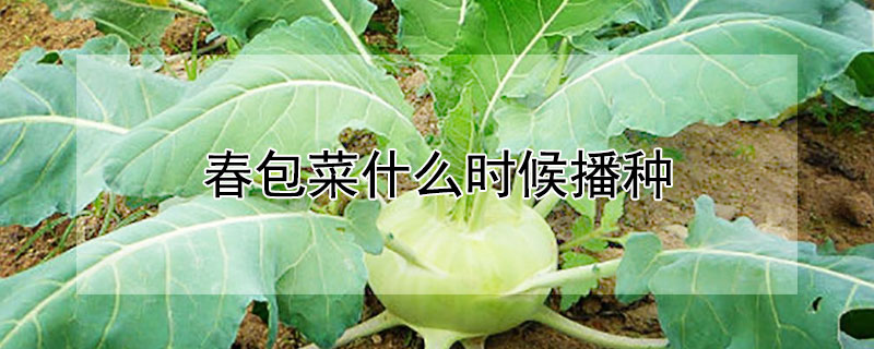 春包菜什么時候播種