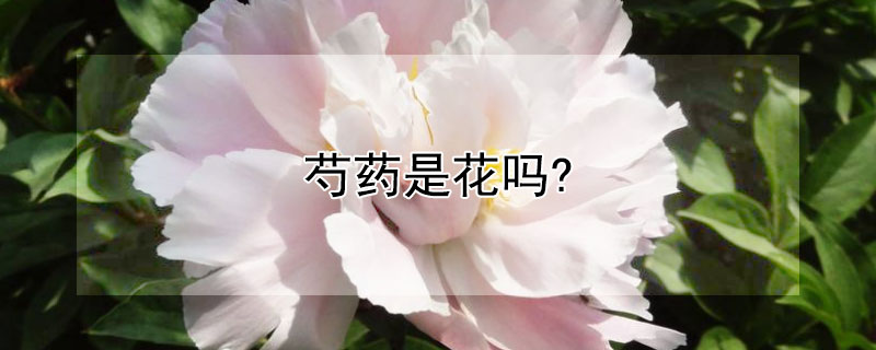 芍藥是花嗎?