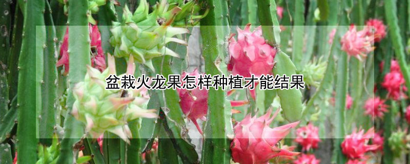 盆栽火龍果怎樣種植才能結(jié)果