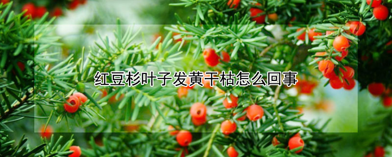 紅豆杉葉子發黃干枯怎么回事