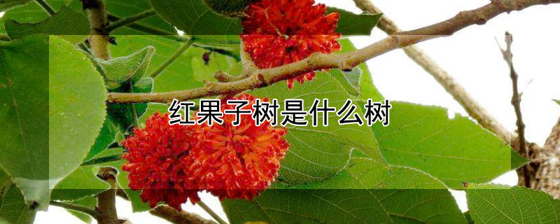 紅果子樹是什么樹