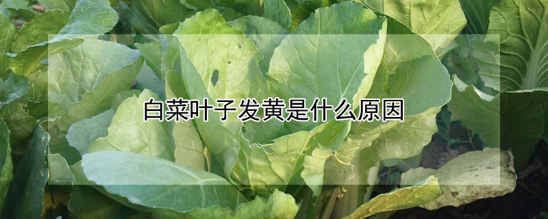 白菜葉子發黃是什么原因