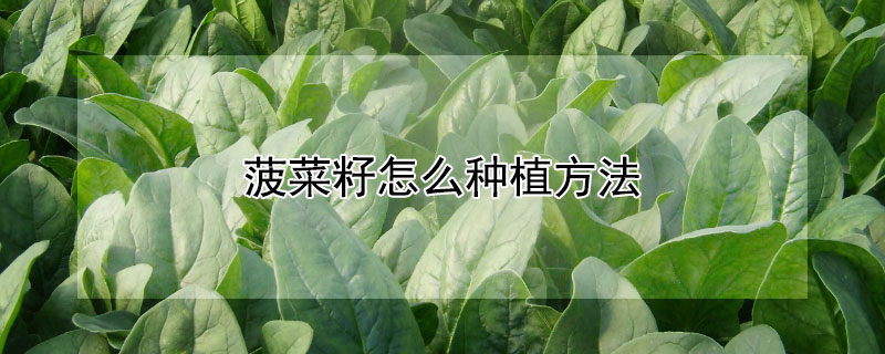 菠菜籽怎么種植方法