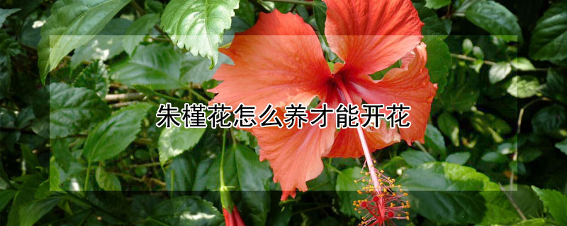 朱槿花怎么養才能開花