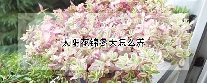 太陽花錦冬天怎么養(yǎng)