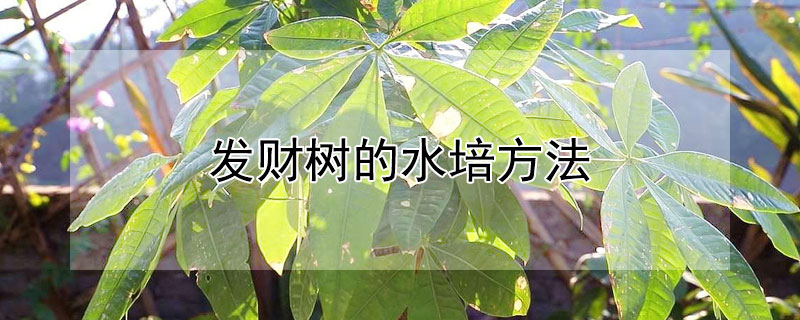 發財樹的水培方法