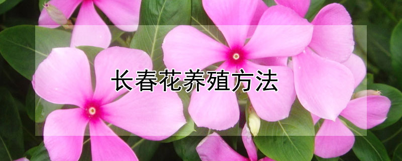 長春花養(yǎng)殖方法