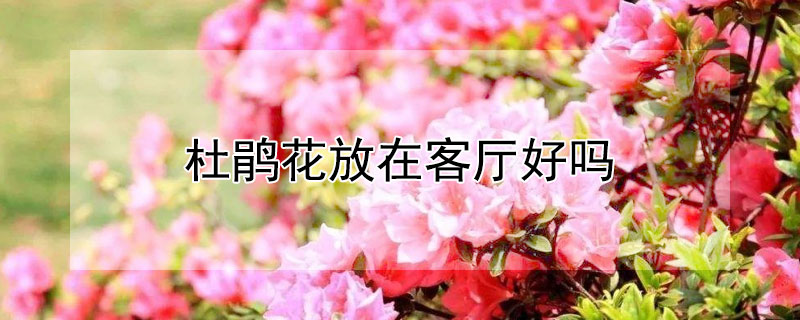 杜鵑花放在客廳好嗎