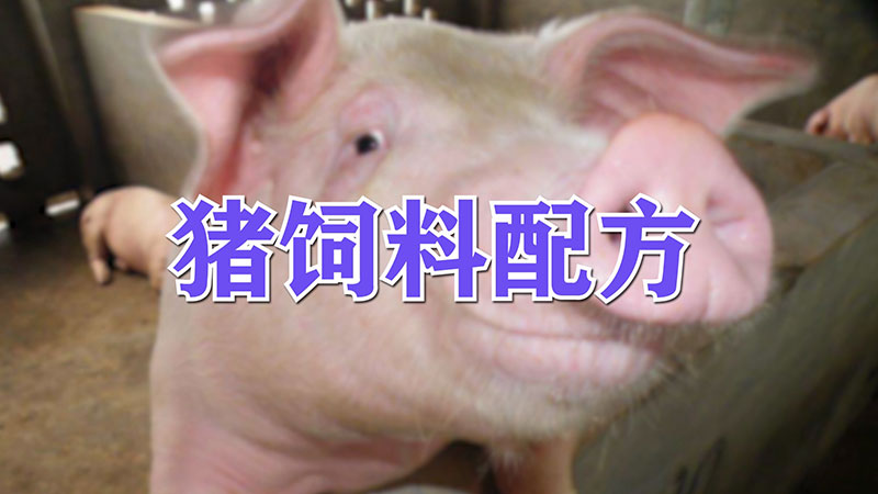 豬飼料配方