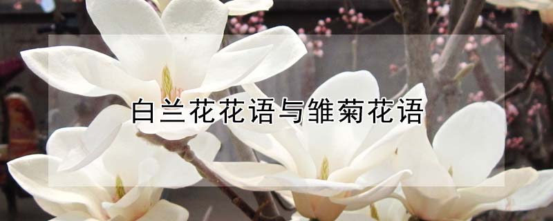 白蘭花花語(yǔ)與雛菊花語(yǔ)