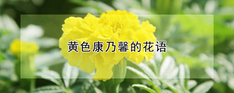 黃色康乃馨的花語(yǔ)