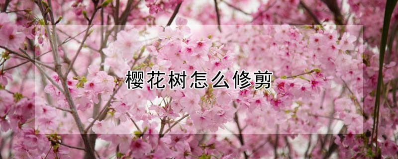 櫻花樹怎么修剪