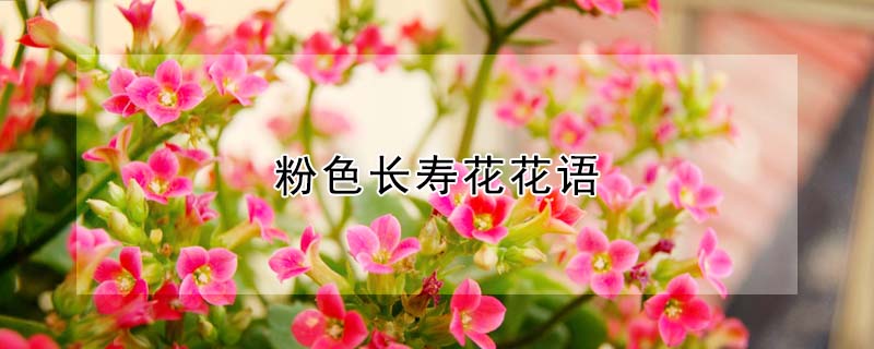 粉色長壽花花語