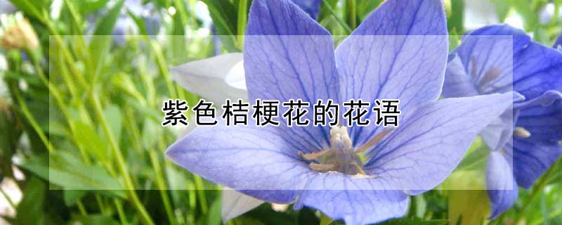 紫色桔梗花的花語(yǔ)