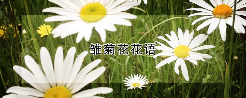 雛菊花花語