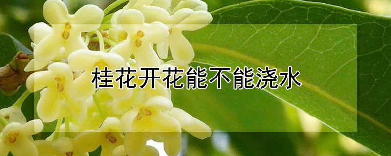 桂花開(kāi)花能不能澆水