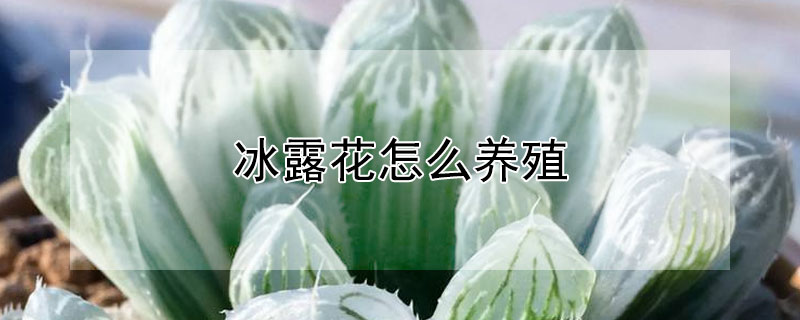 冰露花怎么養(yǎng)殖