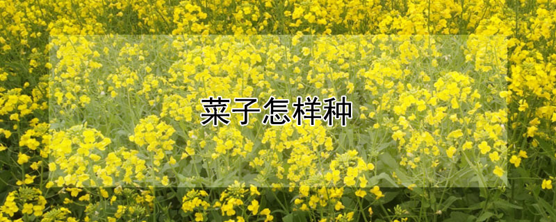 菜子怎樣種