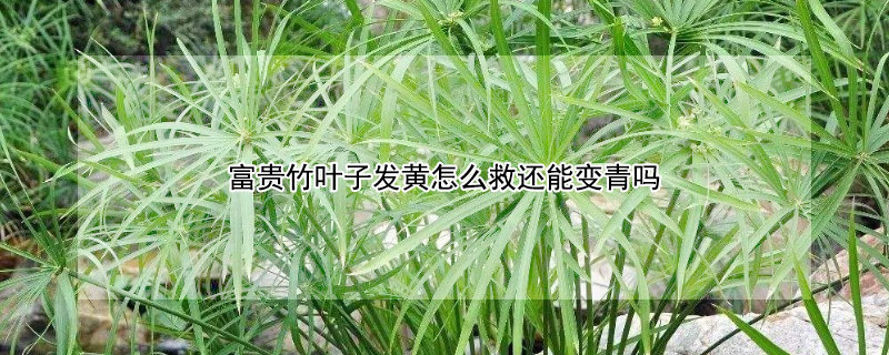 富貴竹葉子發(fā)黃怎么救還能變青嗎