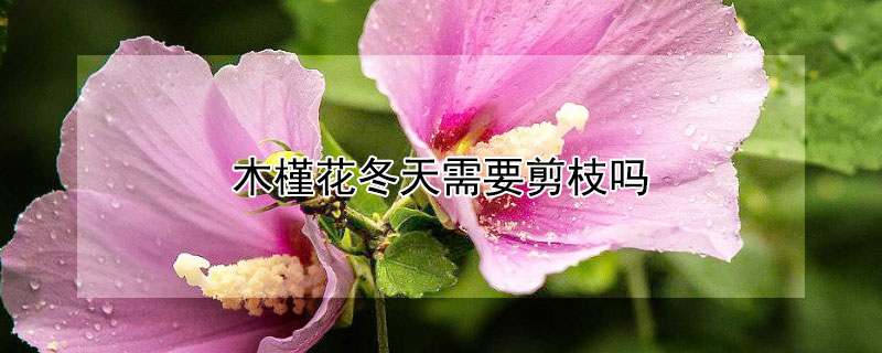 木槿花冬天需要剪枝嗎